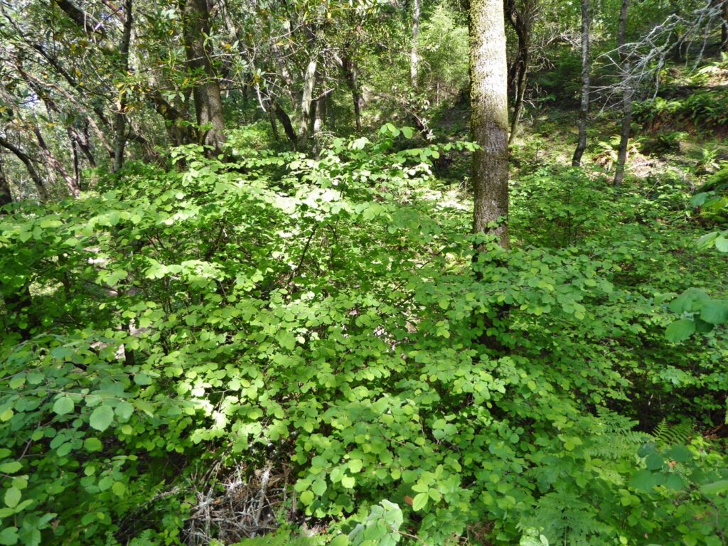 Corylus cornuta ssp. californica - western hazelnut