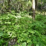 Corylus cornuta ssp. californica - western hazelnut