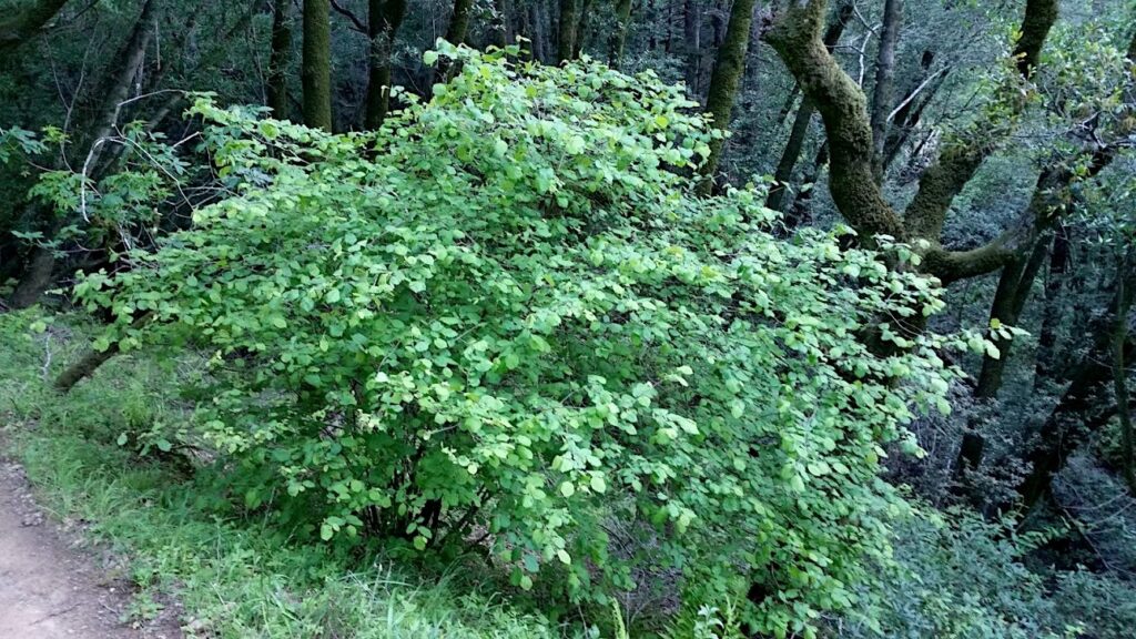 Corylus cornuta ssp. californica - western hazelnut