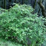 Corylus cornuta ssp. californica - western hazelnut