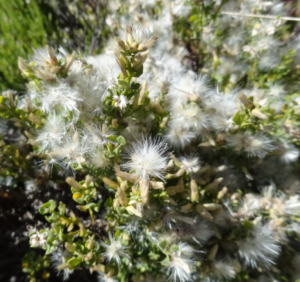 Baccharis pilularis - female - coyote bush