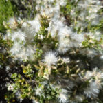 Baccharis pilularis - female - coyote bush