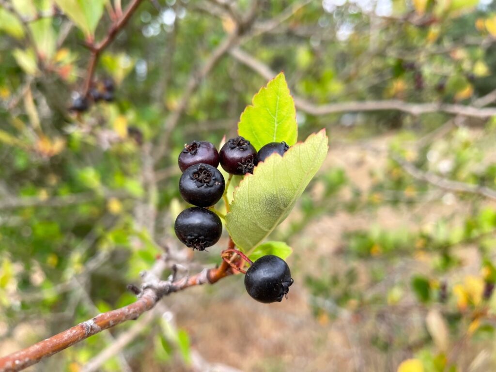 Crataegus gaylussacia - Klamath hawthorn