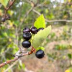 Crataegus gaylussacia - Klamath hawthorn