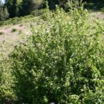 Crataegus gaylussacia - Klamath hawthorn