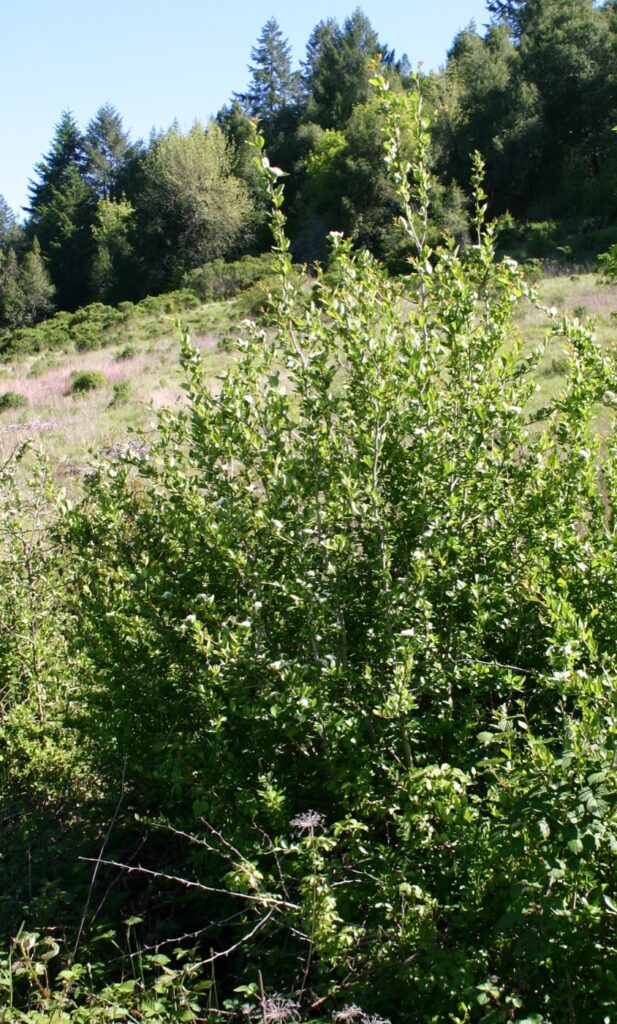 Crataegus gaylussacia - Klamath hawthorn