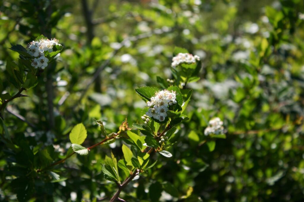 Crataegus gaylussacia - Klamath hawthorn