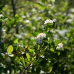 Crataegus gaylussacia - Klamath hawthorn