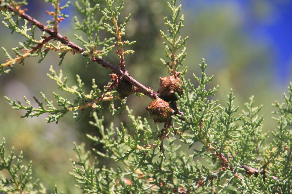 Hesperocyparis macnabiana - MacNab cypress