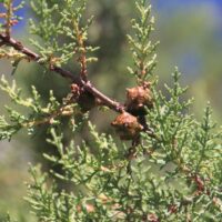 Hesperocyparis macnabiana