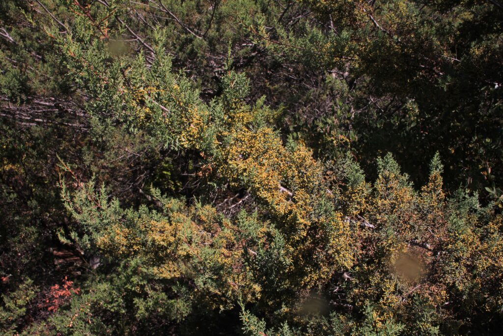 Hesperocyparis macnabiana - MacNab cypress