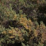Hesperocyparis macnabiana - MacNab cypress