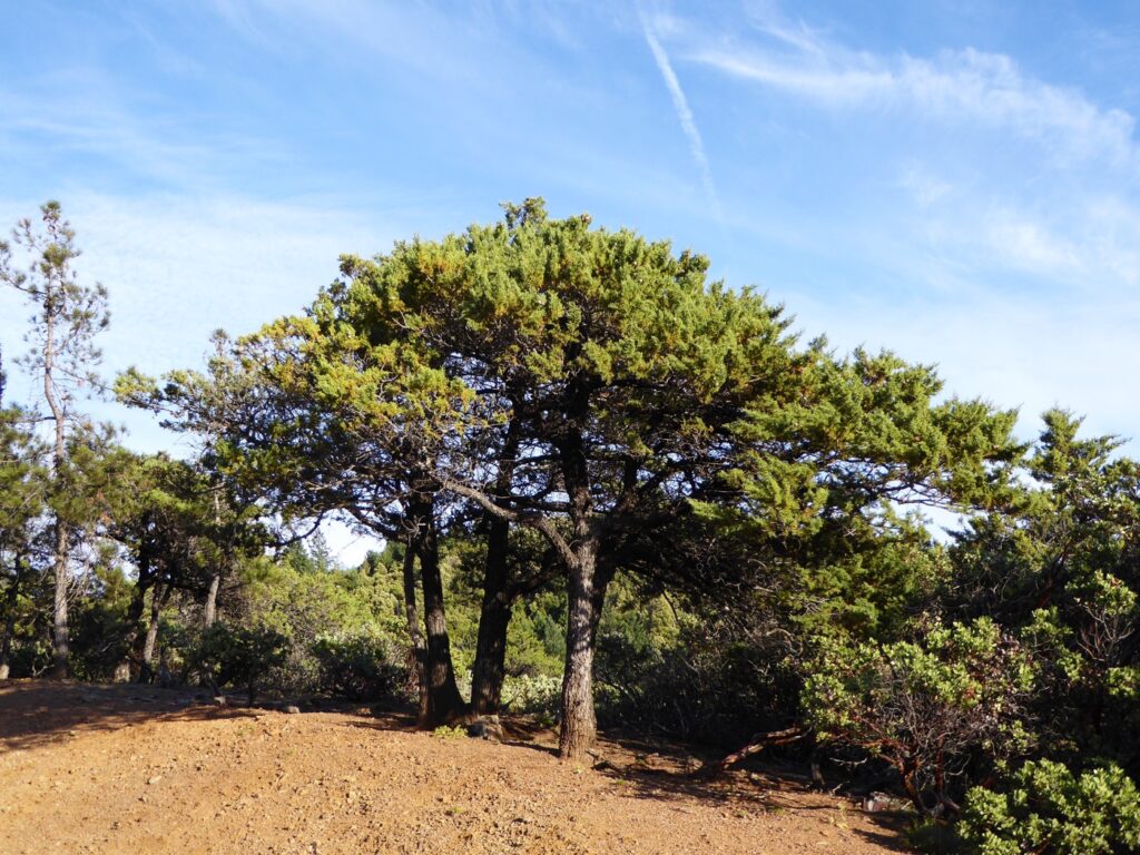 Hesperocyparis sargentii - Sargent cypress