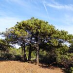 Hesperocyparis sargentii - Sargent cypress