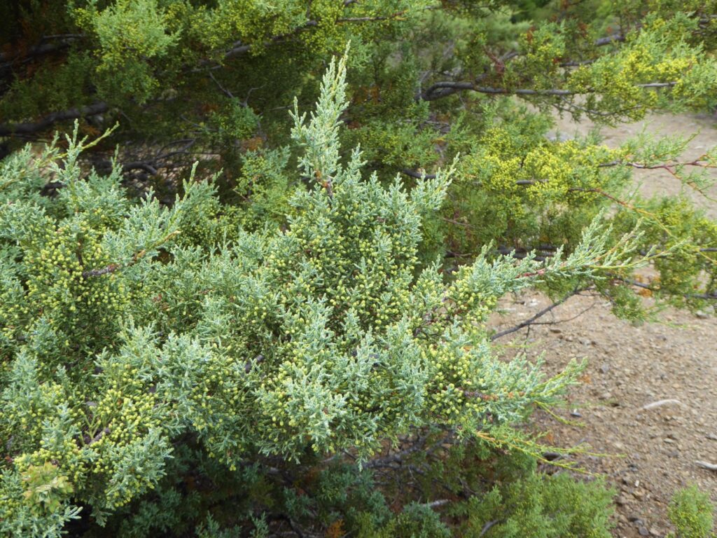 Hesperocyparis sargentii - Sargent cypress