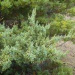 Hesperocyparis sargentii - Sargent cypress