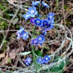 Adelinia (Cynoglossum) grandis - Pacific hound's tongue