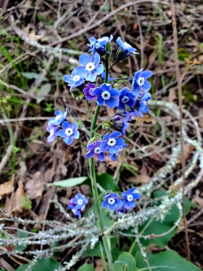 Adelinia (Cynoglossum) grandis - Pacific hound's tongue