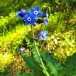 Adelinia (Cynoglossum) grandis - Pacific hound's tongue