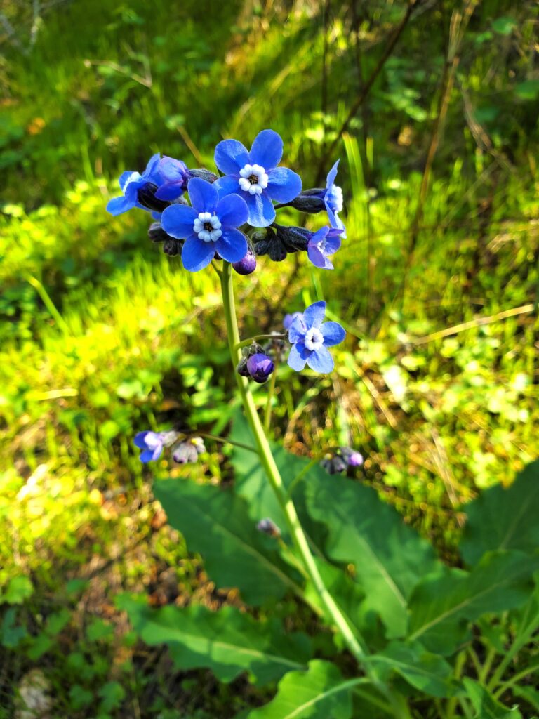 Adelinia (Cynoglossum) grandis - Pacific hound's tongue