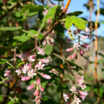 Ribes malvaceum 'Dancing Tassels' - chaparral currant