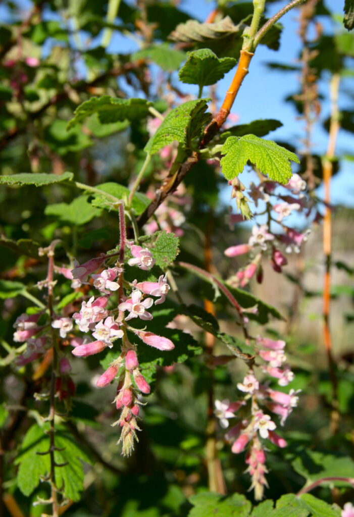 Ribes malvaceum 'Dancing Tassels' - chaparral currant