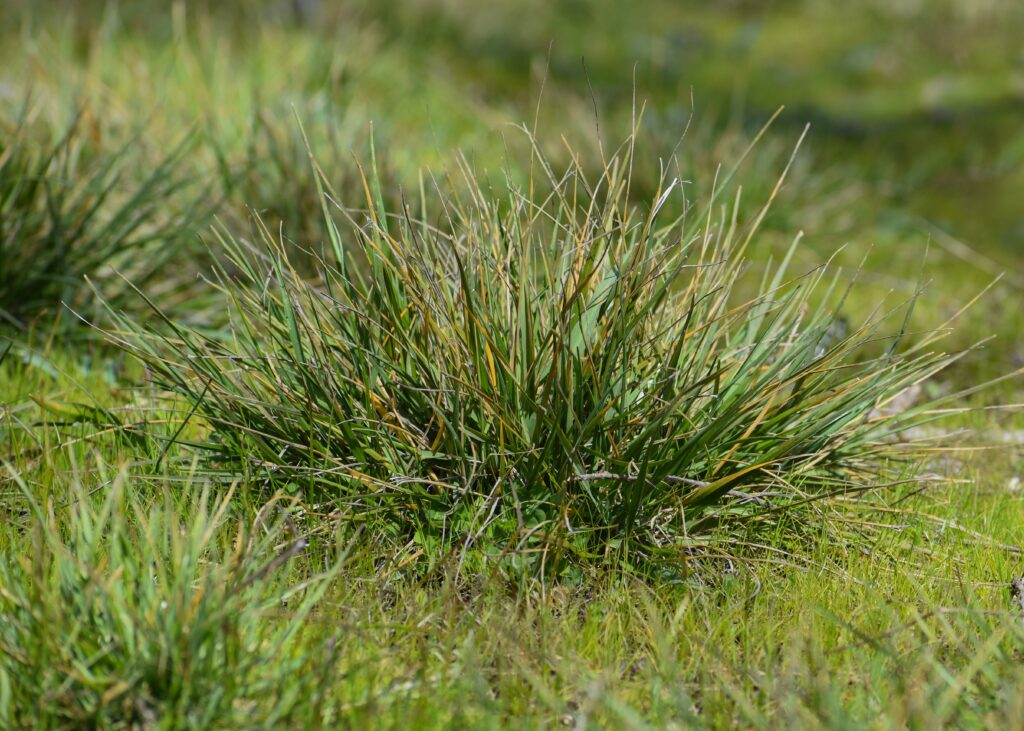 Danthonia californica - California oatgrass