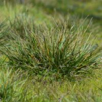 Danthonia californica