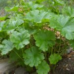 Darmera peltata - dwarf form - umbrella plant, indian rhubarb
