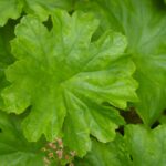 Darmera peltata - dwarf form - umbrella plant, indian rhubarb