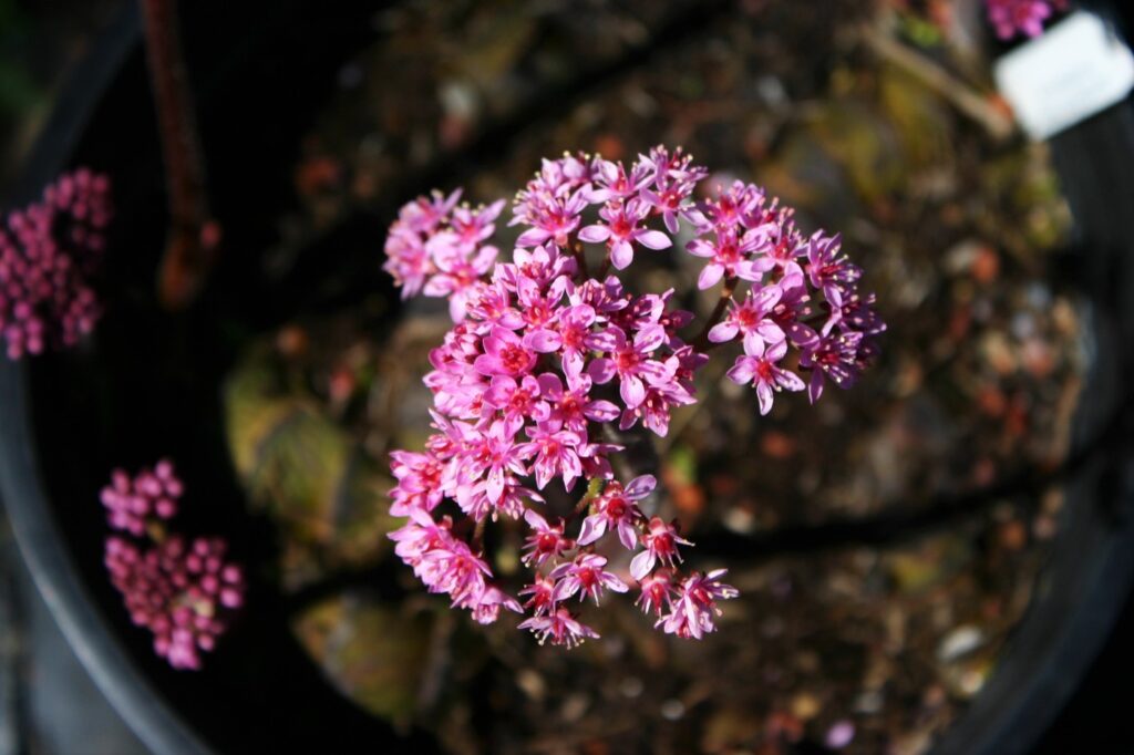 Darmera peltata - dwarf form - umbrella plant, indian rhubarb
