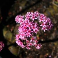 Darmera peltata – dwarf form