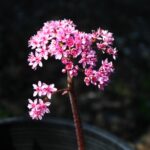 Darmera peltata - dwarf form - umbrella plant, indian rhubarb