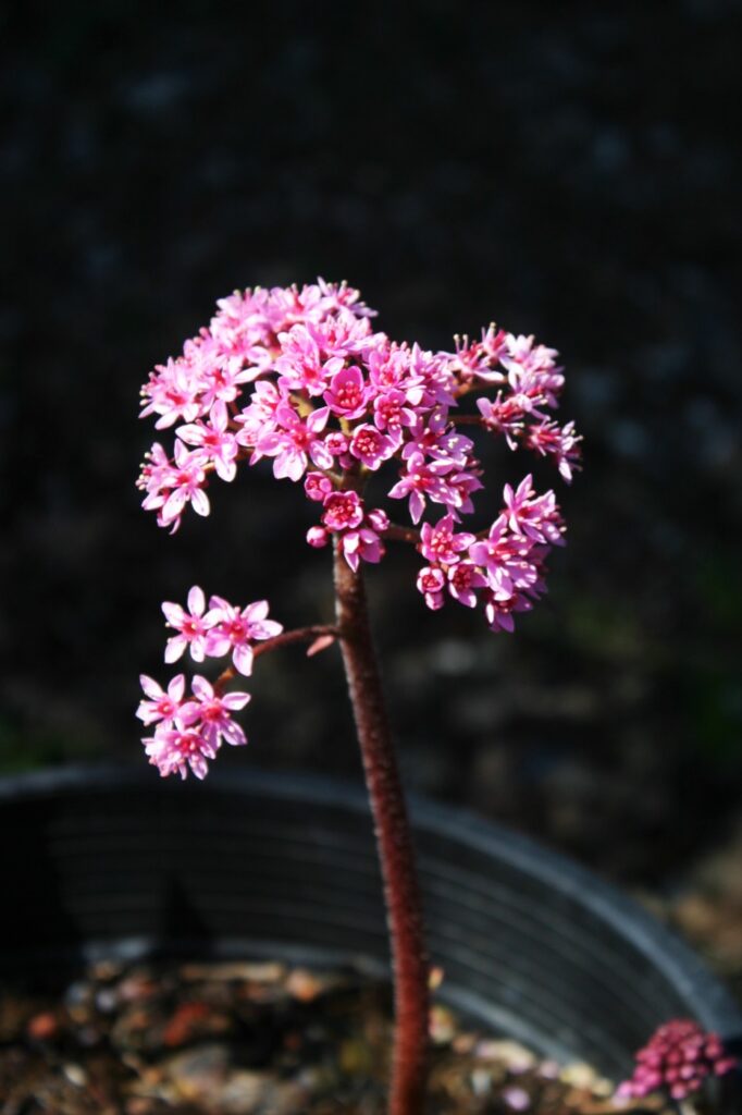Darmera peltata - dwarf form - umbrella plant, indian rhubarb