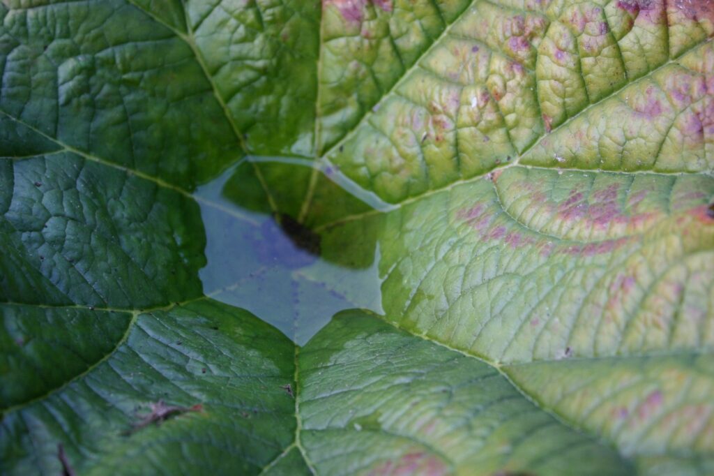 Darmera peltata - umbrella plant, indian rhubarb