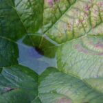 Darmera peltata - umbrella plant, indian rhubarb