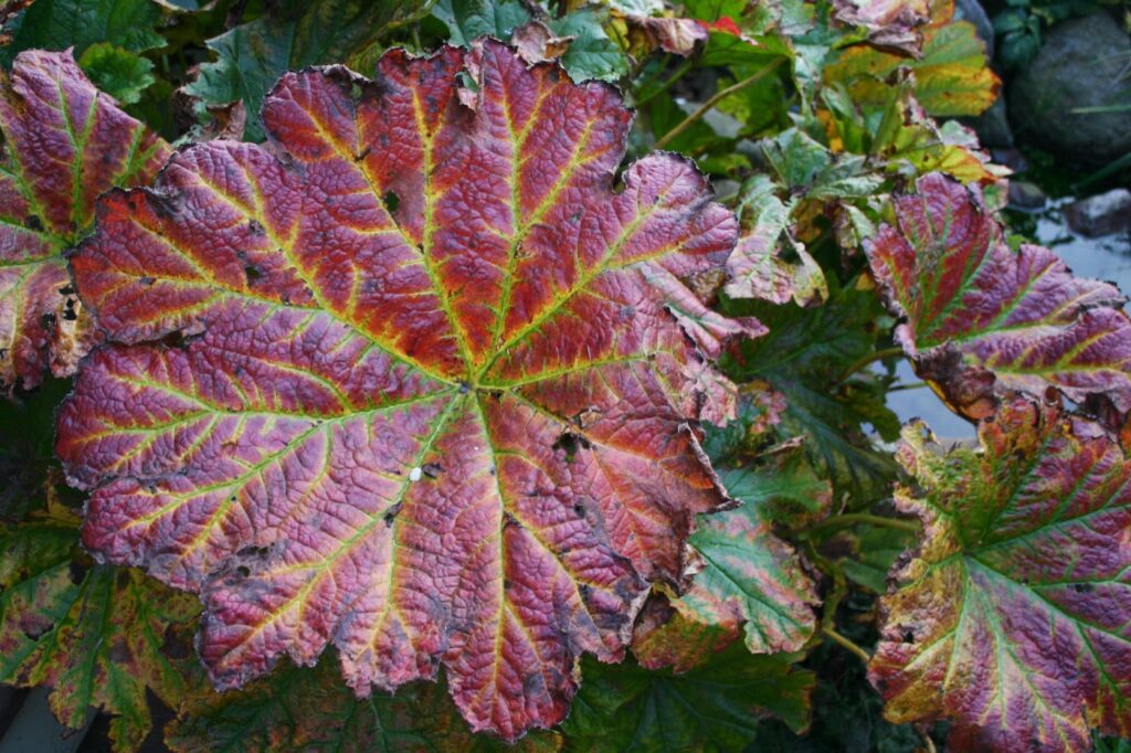 Darmera peltata - umbrella plant, indian rhubarb