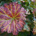 Darmera peltata - umbrella plant, indian rhubarb