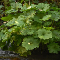 Darmera peltata