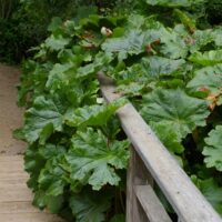 Darmera peltata