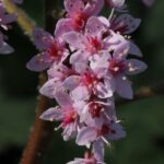 Darmera peltata - umbrella plant, indian rhubarb
