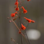 Delphinium nudicaule - red larkspur