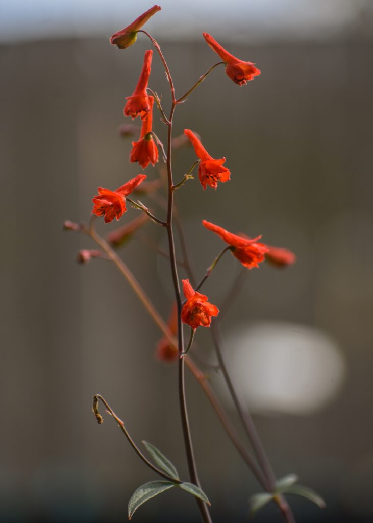 Delphinium nudicaule - red larkspur