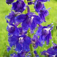 Delphinium trolliifolium