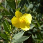 Dendromecon rigida - bush poppy