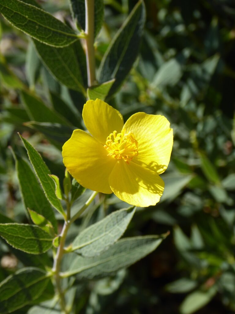Dendromecon rigida - bush poppy