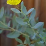 Dendromecon harfordii - island bush poppy