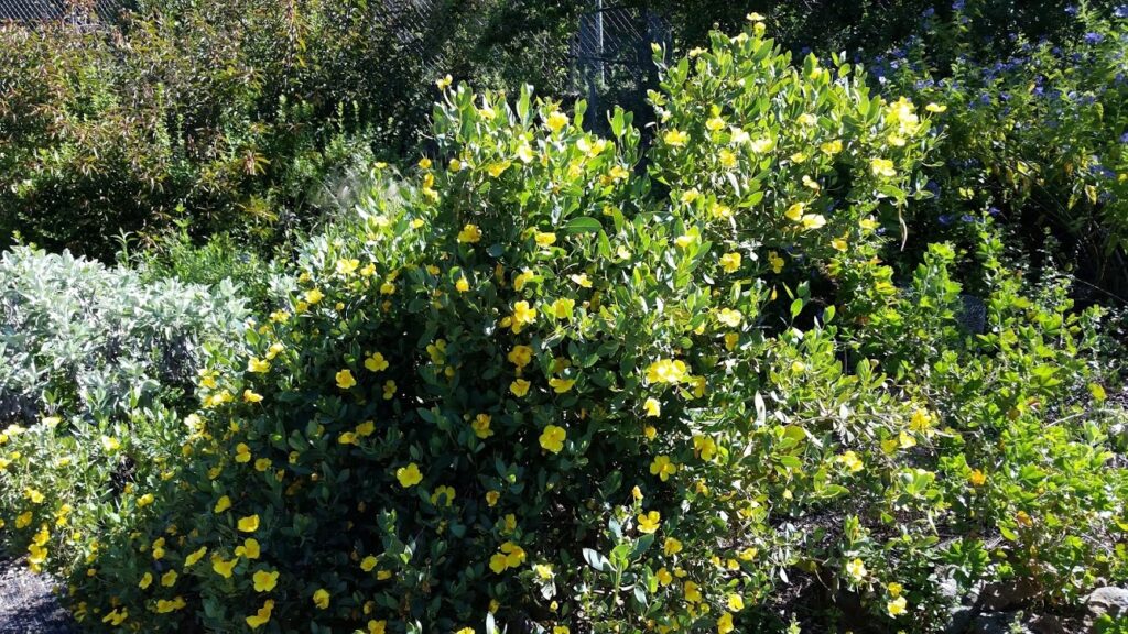 Dendromecon harfordii - island bush poppy