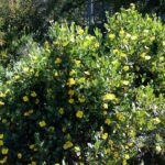 Dendromecon harfordii - island bush poppy