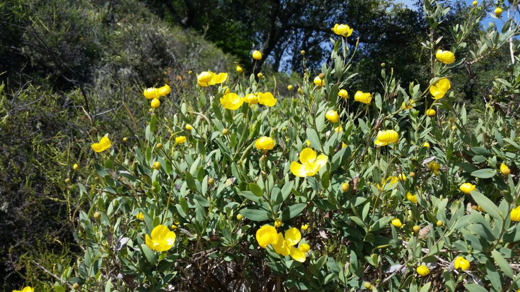 Dendromecon rigida - bush poppy